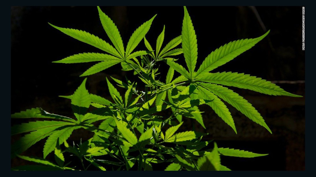 This Cannabis Phenomenon