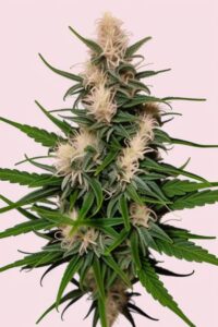 pink lemonade weed